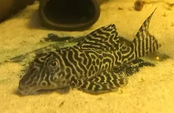 Queen Arabesque Harnischwels